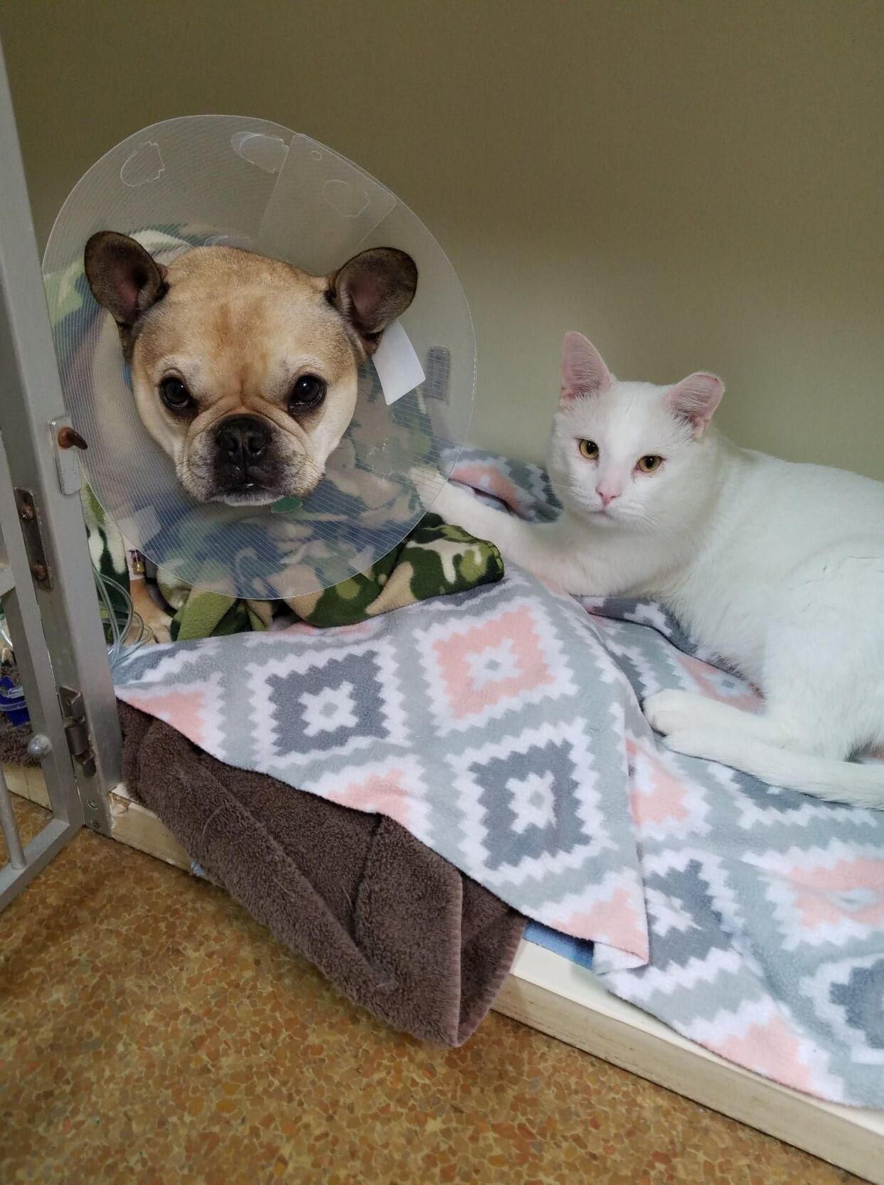 Bumble with a patient.jpeg